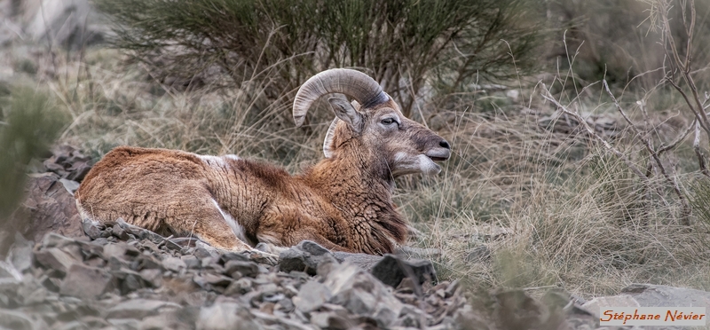 Mouflon de Corse___.jpg